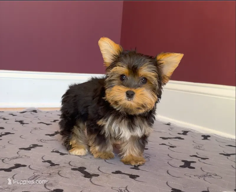 Yorkie Female Blk&Tan .. "I'm Your Destiny" – Yorkshire Terrier puppy for sale in Marietta, GA