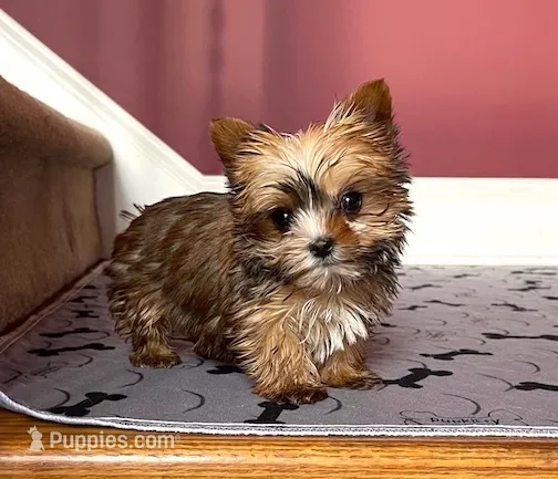 Yorkie Female Tiny! Gold & White Parti .. "1in a Million" – Yorkshire Terrier puppy for sale in Marietta, GA