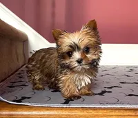 Yorkie Female Tiny! Gold & White Parti .. "1in a Million", a female Yorkshire Terrier for sale in Marietta, GA – 1 of 10
