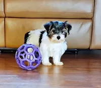 Morkie Male Parti color.. "I'm a Star", a male Yorkshire Terrier for sale in Marietta, GA – 2 of 9