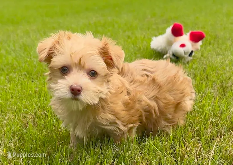 Yorkie Female Gold.. Green Eyes / So Rare!   – Yorkshire Terrier puppy for sale in Marietta, GA
