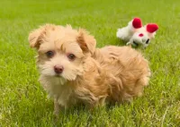 Yorkie Female Gold.. Green Eyes / So Rare!  , a female Yorkshire Terrier for sale in Marietta, GA – 1 of 10