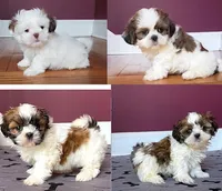 Justin's T-cups & Toy Pups, a female Shih Tzu for sale in Marietta, GA – Photo 1 of 6
