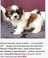 Justin's T-cups & Toy Pups, a female Shih Tzu for sale in Marietta, GA – Photo 4 of 6