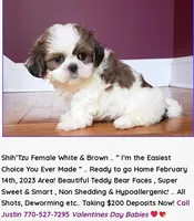 Justin's T-cups & Toy Pups, a female Shih Tzu for sale in Marietta, GA – Photo 2 of 6
