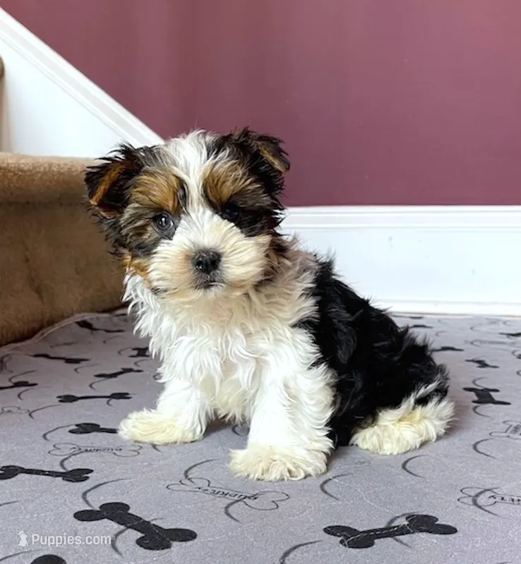 Yorkie Male Parti! "We will Be Best Friends" – Yorkshire Terrier puppy for sale in Marietta, GA