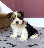 Yorkie Male Parti! "We will Be Best Friends", a male Yorkshire Terrier for sale in Marietta, GA – 1 of 9