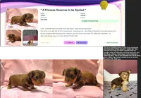 Perfect Yorkie Female Chocolate & Tan with Green / Hazel Eyes!, a female Yorkshire Terrier for sale in Marietta, GA – 4 of 8