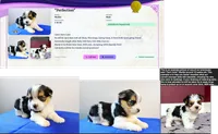 Morkie Male Parti color.. "I'm a Star", a male Yorkshire Terrier for sale in Marietta, GA – 4 of 10