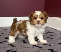 Justin's T-cups & Toy Pups, a female Shihpoo for sale in Marietta, GA – Photo 3 of 5