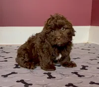 Justin's T-cups & Toy Pups, a female Shihpoo for sale in Marietta, GA – Photo 2 of 5