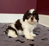 Justin's T-cups & Toy Pups, a female Shihpoo for sale in Marietta, GA – Photo 4 of 5