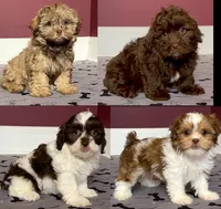 Justin's T-cups & Toy Pups, a female Shihpoo for sale in Marietta, GA – Photo 1 of 5