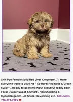 Justin's T-cups & Toy Pups, a female Shihpoo for sale in Marietta, GA – Photo 5 of 5