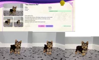 Yorkie Female "You Deserve Me", a female Yorkshire Terrier for sale in Marietta, GA – 4 of 10