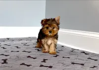 Perfect Yorkie.. "1 in a Million" Hurry!, a male Yorkshire Terrier for sale in Marietta, GA – 3 of 10