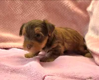 Perfect Yorkie Female Chocolate & Tan with Green / Hazel Eyes!, a female Yorkshire Terrier for sale in Marietta, GA – 3 of 8