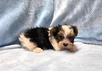 Yorkie Male Parti! "We will Be Best Friends", a male Yorkshire Terrier for sale in Marietta, GA – 2 of 9
