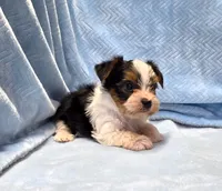 Yorkie Male Parti Color.."You Love Me", a male Yorkshire Terrier for sale in Marietta, GA – 3 of 9