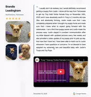Yorkie Female Tiny! Gold & White Parti .. "1in a Million", a female Yorkshire Terrier for sale in Marietta, GA – 6 of 10