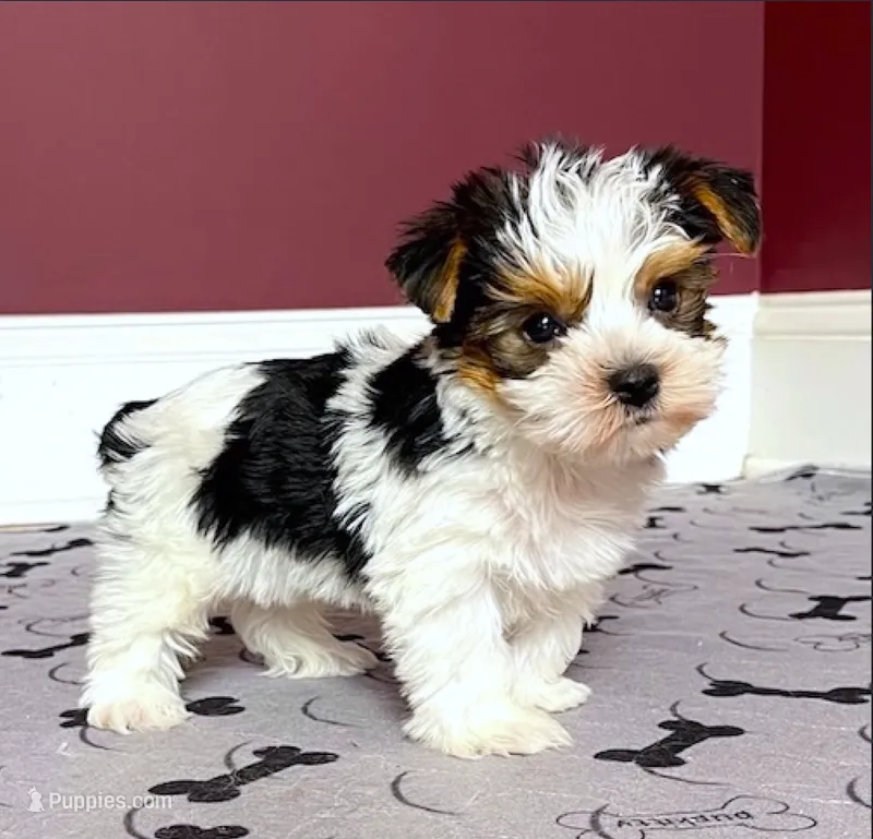 Morkie Male Parti color.. "I'm a Star" – Yorkshire Terrier puppy for sale in Marietta, GA