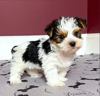 Morkie Male Parti color.. "I'm a Star", a male Yorkshire Terrier for sale in Marietta, GA – 1 of 10