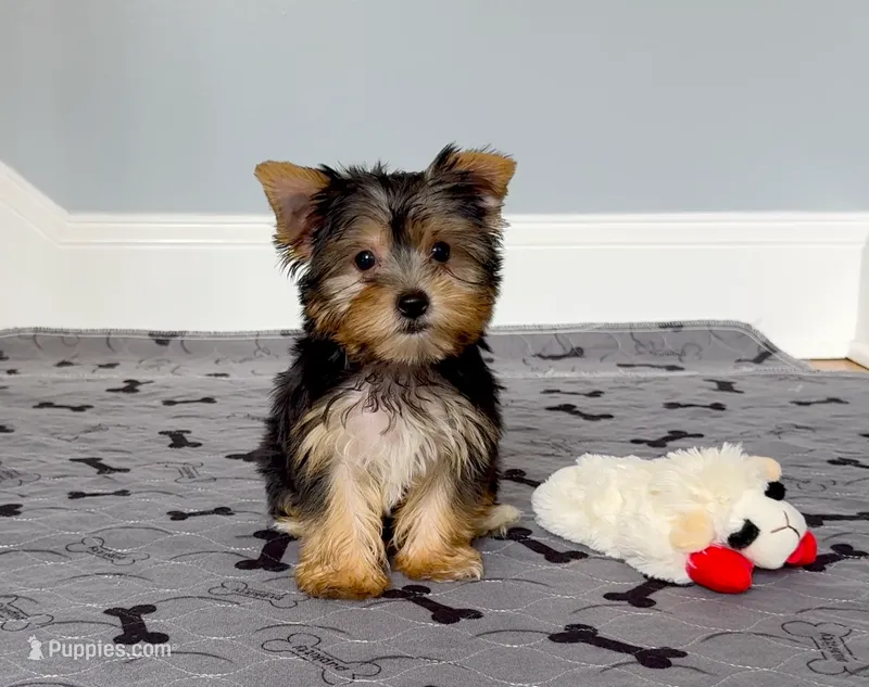 Yorkie Female Blk&Tan .. "I'm Your Destiny" – Yorkshire Terrier puppy for sale in Marietta, GA