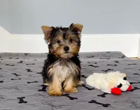 Yorkie Female Blk&Tan .. "I'm Your Destiny", a female Yorkshire Terrier for sale in Marietta, GA – 1 of 9