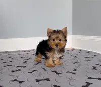 Yorkie Male "We will Be Best Friends", a male Yorkshire Terrier for sale in Marietta, GA – 2 of 10