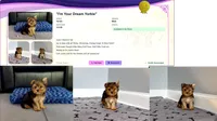 Perfect Yorkie.. "1 in a Million" Hurry!, a male Yorkshire Terrier for sale in Marietta, GA – 6 of 10
