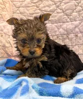 Stunning Yorkie Male, a male Yorkshire Terrier for sale in Marietta, GA – 3 of 10