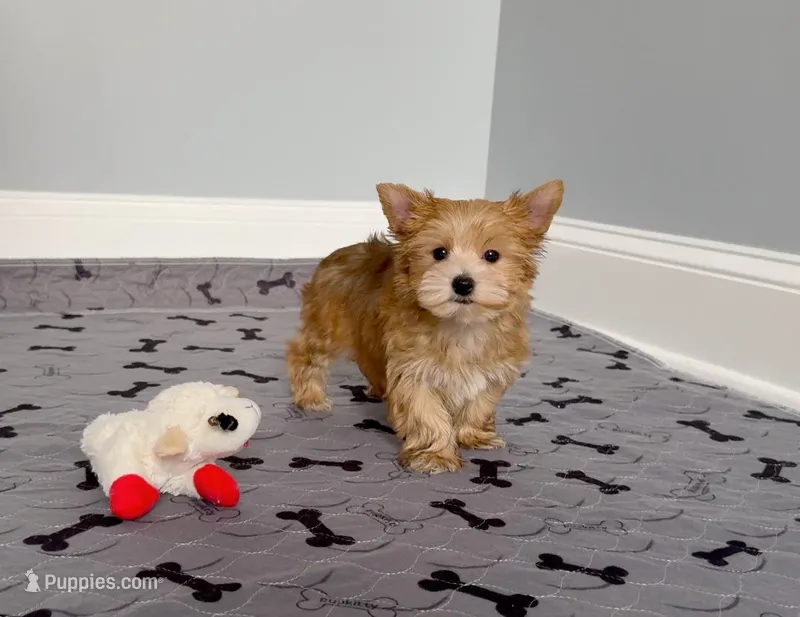 Stunning Yorkie Male