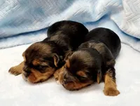 Stunning Yorkie Male, a male Yorkshire Terrier for sale in Marietta, GA – Photo 3 of 10