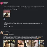 Stunning Yorkie Male, a male Yorkshire Terrier for sale in Marietta, GA – Photo 10 of 10