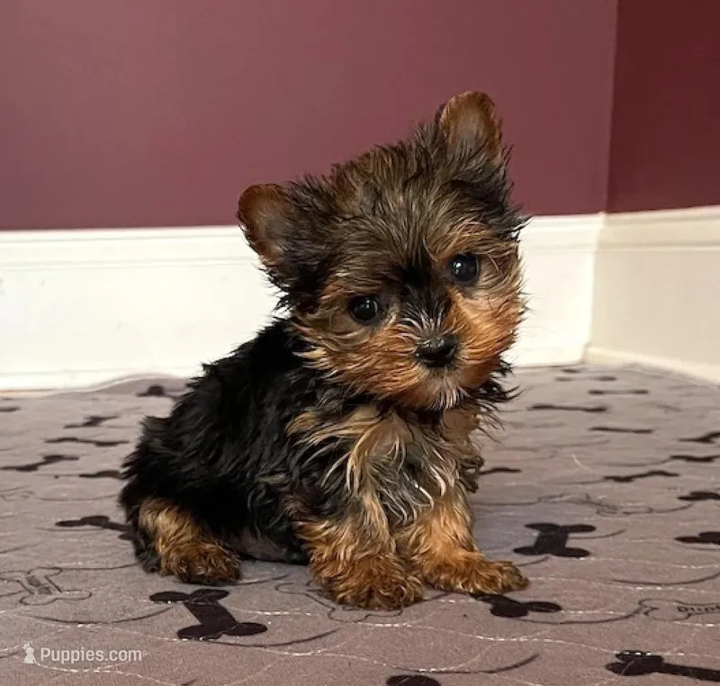 Stunning Yorkie Male