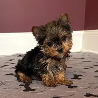 Stunning Yorkie Male, a male Yorkshire Terrier for sale in Marietta, GA – Photo 1 of 10