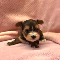 Yorkie Female Tiny! Gold & White Parti .. "1in a Million", a female Yorkshire Terrier for sale in Marietta, GA – 3 of 10