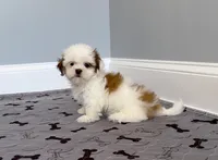 Shih Tzu Female Tiny! "I'm Your Dream Baby", a female Shih Tzu for sale in Marietta, GA – 9 of 10
