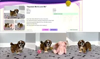 Shih Tzu  Female Red / Gold / Brindle  "You Love Me", a female Shih Tzu for sale in Marietta, GA – 4 of 9