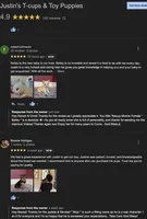 Yorkie Male Rare Chocolate, a male Yorkshire Terrier for sale in Marietta, GA – Photo 7 of 10