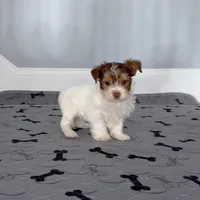 Yorkie Male Rare Chocolate, a male Yorkshire Terrier for sale in Marietta, GA – Photo 2 of 10