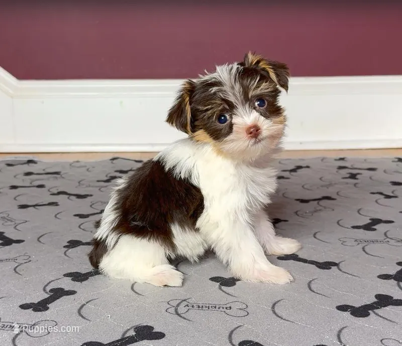 Yorkie Male Rare Chocolate