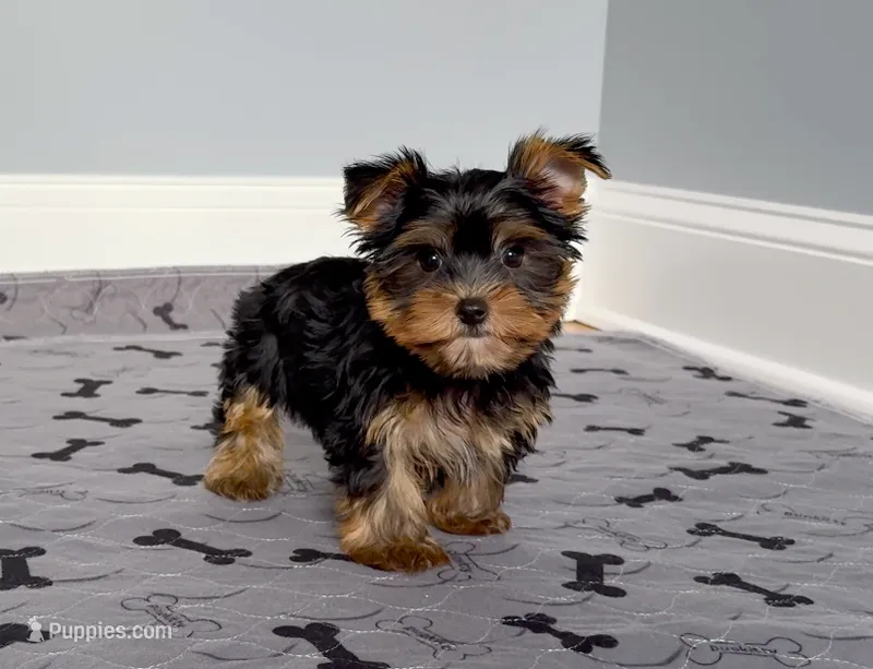 Yorkie Female Blk&Tan .. "I'm Your Destiny" – Yorkshire Terrier puppy for sale in Marietta, GA
