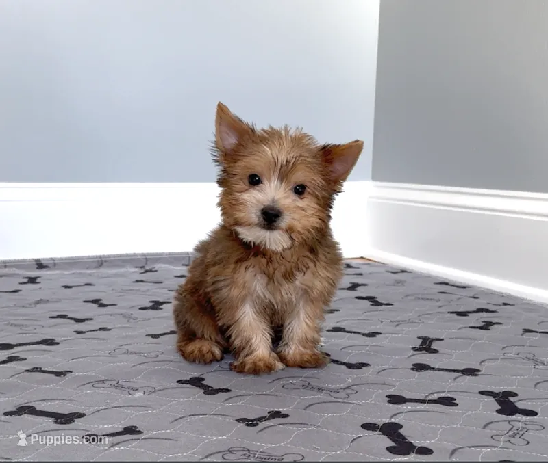 Yorkie Male Gold Dust Color Rare! " 1 in a Million" – Yorkshire Terrier puppy for sale in Marietta, GA