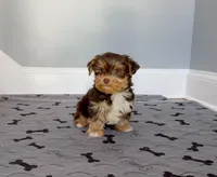 Gorgeous Morkie Male Chocolate! Hazel eyes!, a male Morkie for sale in Marietta, GA – 2 of 10