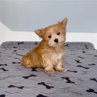 Yorkie Male Gold & White "I'm a Star", a male Yorkshire Terrier for sale in Marietta, GA – Photo 3 of 10