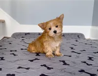 Yorkie Male Gold & White "I'm a Star", a male Yorkshire Terrier for sale in Marietta, GA – Photo 3 of 10