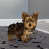 Yorkie Male Gold & White "I'm a Star", a male Yorkshire Terrier for sale in Marietta, GA – Photo 1 of 10