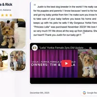 Yorkie Male Gold & White "I'm a Star", a male Yorkshire Terrier for sale in Marietta, GA – Photo 6 of 10