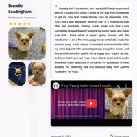 Yorkie Male Gold & White "I'm a Star", a male Yorkshire Terrier for sale in Marietta, GA – Photo 7 of 10